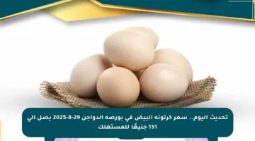 تحديث اليوم.. سعر كرتونة البيض في بورصة الدواجن 29-8-2025 يصل إلى 151 جنيهًا للمستهلك